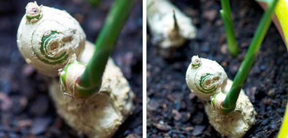 Ginger Gamot
